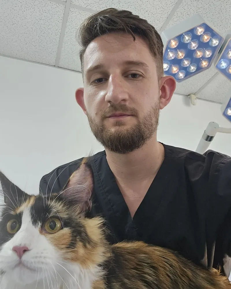 Medic veterinar în cabinet, cu o pisică